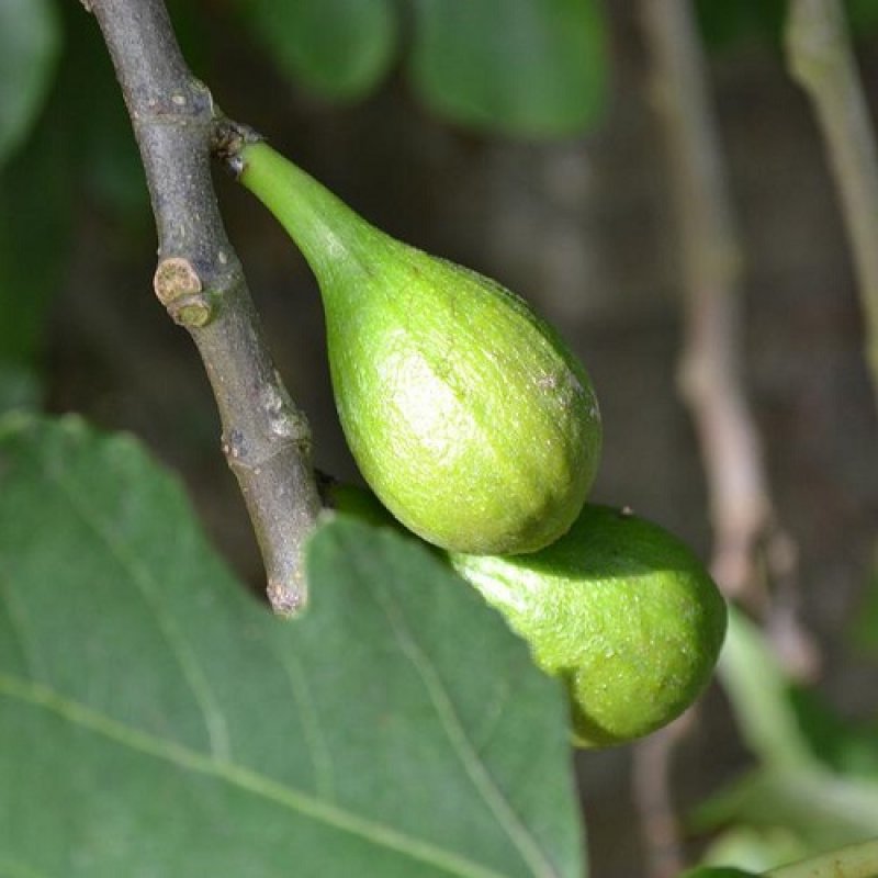 Ficus Carica, Figovník jedlý ´BLANCA GOTA DE MIEL´, kont. C10L, výška: 140-160 cm (-15°C)